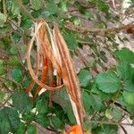 Tecomaria capensis Fruit