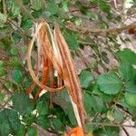 Tecoma capensis Fruit