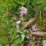 Neotinea tridentata Hoja