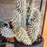 Hoodia gordonii Leaf