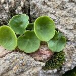 Umbilicus horizontalis Leaf