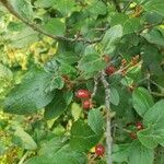 Shepherdia canadensis Leaf