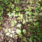 Phyllanthus macrochorion Habit