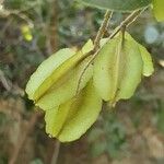 Combretum molle Fruit