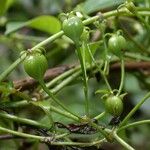 Manettia longipedicellata Fruit