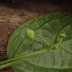 Erythrococca molleri Fruto