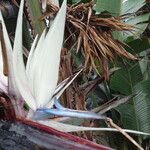 Strelitzia nicolai Flor