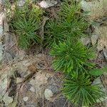 Diphasiastrum complanatum Likasa
