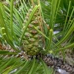 Pinus rigida फल