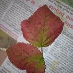 Rubus macrophyllus Blad