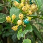 Psychotria capensis Fruit