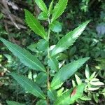 Azara lanceolata Other