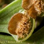 Culcita macrocarpa 果実