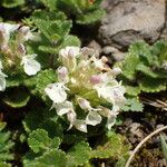 Teucrium pyrenaicum Blomma