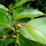 Ocotea mollifolia برگ
