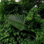 Alocasia macrorrhizos Blad