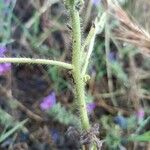 Echium arenarium Bark