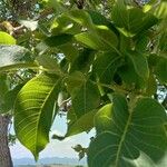 Juglans regia Fuelha