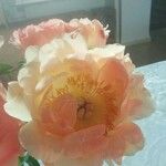 Paeonia officinalisFlower