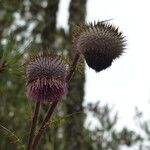 Cirsium jorullense Květ