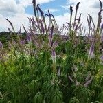 Veronicastrum virginicum Blüte