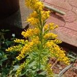 Solidago chilensis Cvet