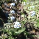 Myosotis arvensis Fleur
