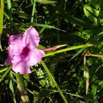 Ipomoea setifera Кветка