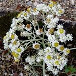 Anaphalis margaritacea Bloem