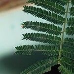 Vachellia sieberiana Blatt