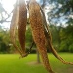 Handroanthus chrysotrichus Fruit