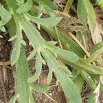 Plantago weldenii Leaf