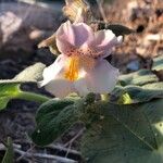 Proboscidea louisianica 花