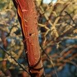 Arctostaphylos pungens Ŝelo