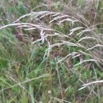 Bromus inermis Fruitua