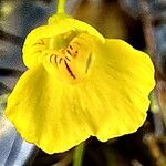 Utricularia intermedia Flower