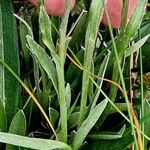 Antennaria carpatica Bark