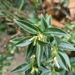 Sarcococca confusa Blatt