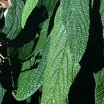 Viburnum rhytidophyllumBlatt