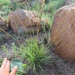 Digitaria monodactyla Habit