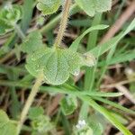 Veronica sublobata Leaf