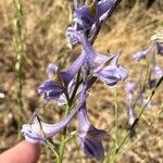 Delphinium gracile Květ