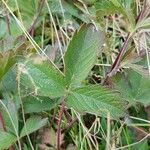 Potentilla grandiflora 叶