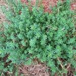 Galium maritimum Leaf