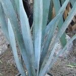 Agave tequilana Habit
