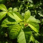 Rauvolfia viridis Leaf