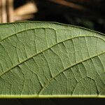 Nectandra cissiflora 葉