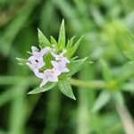 Sherardia arvensisBlomma