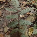 Adiantum vogelii Leaf