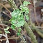 Solanum chenopodioides Blatt